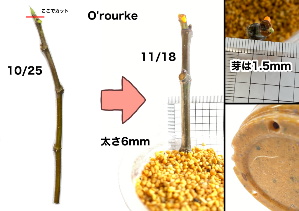 土挿し編】よくある10個の疑問を解説！イチジク栽培のQ＆A | コンテナ栽培研究所