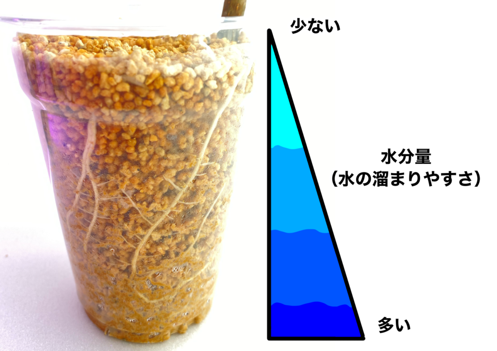 イチジク栽培】穂木17本の挿木奮闘記〜第3ラウンド〜 | コンテナ栽培研究所