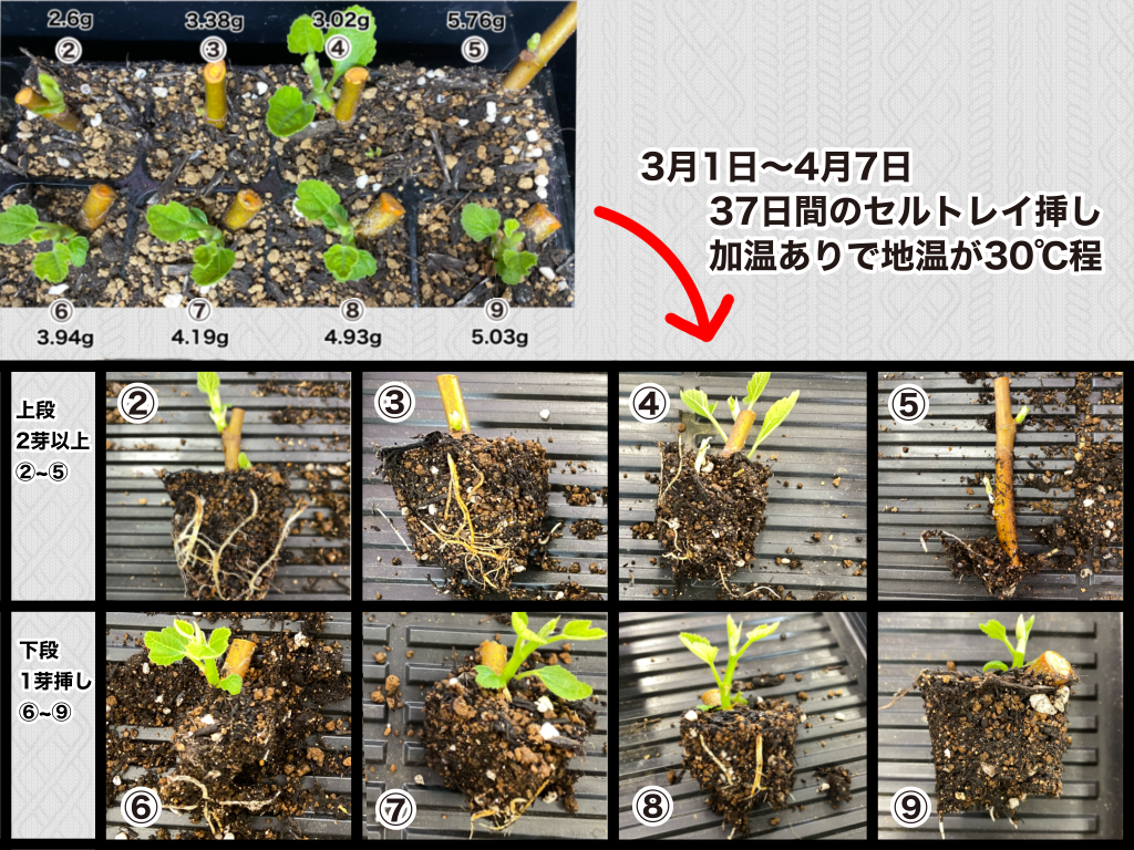 イチジク】軽くても大丈夫！1節や2.6gの挿し穂でも成功した挿し木講座【挿し木】 | コンテナ栽培研究所