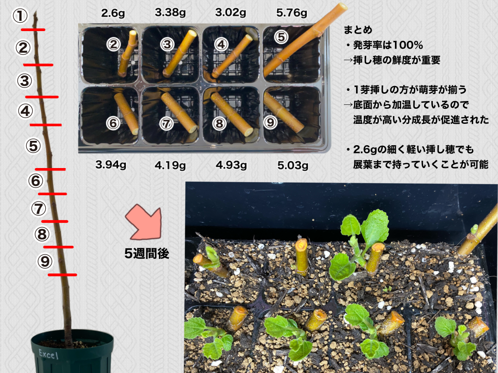 イチジク】軽くても大丈夫！1節や2.6gの挿し穂でも成功した挿し木講座【挿し木】 | コンテナ栽培研究所