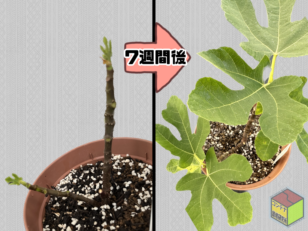 イチジク エクセル - 植物/観葉植物