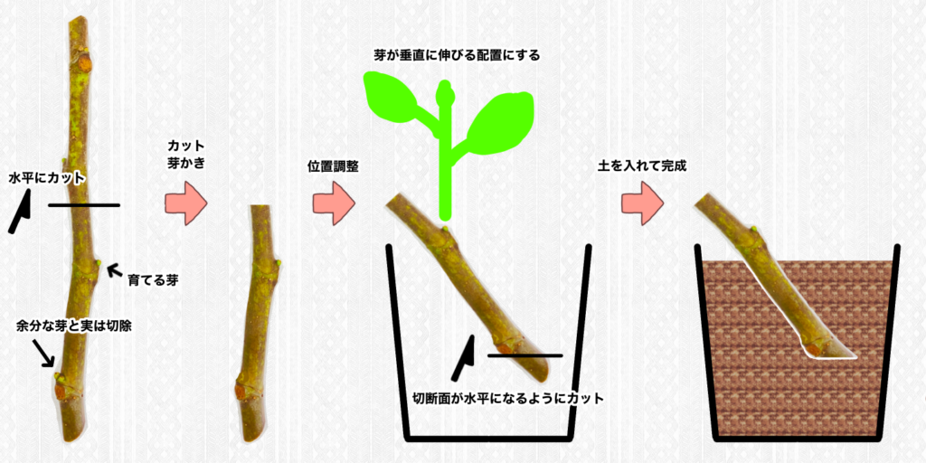 イチジク】これで失敗しない！挿し穂の準備と容器の選び方・加工方法【挿し木】 | コンテナ栽培研究所