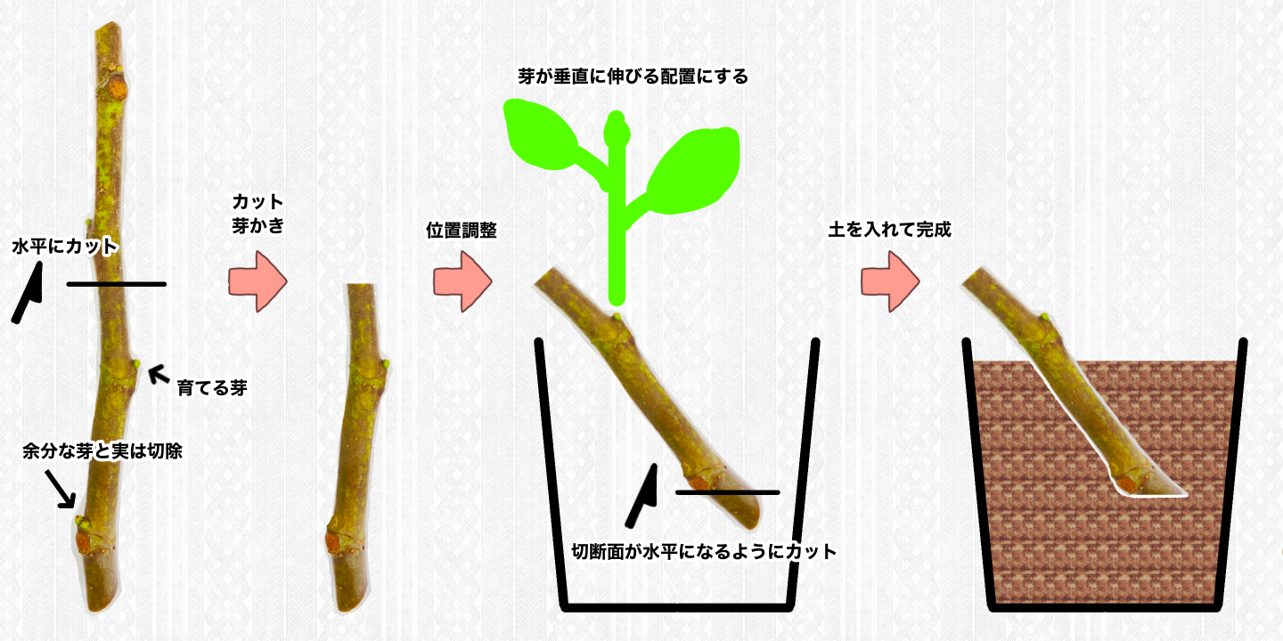 【イチジク】これで失敗しない!挿し穂の準備と容器の選び方・加工方法【挿し木】 | コンテナ栽培研究所