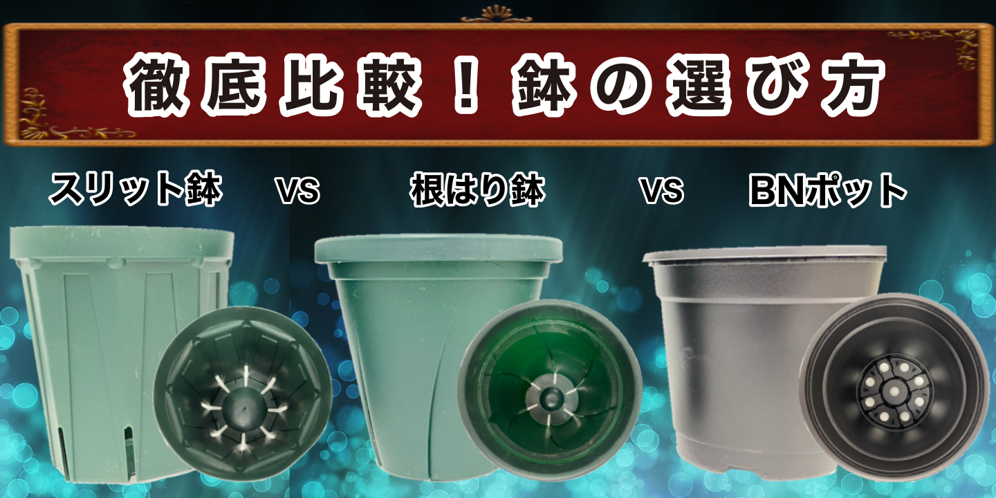 イチジク】鉢と水捌けを制する者は栽培を制す‼︎【鉢選びと使い方