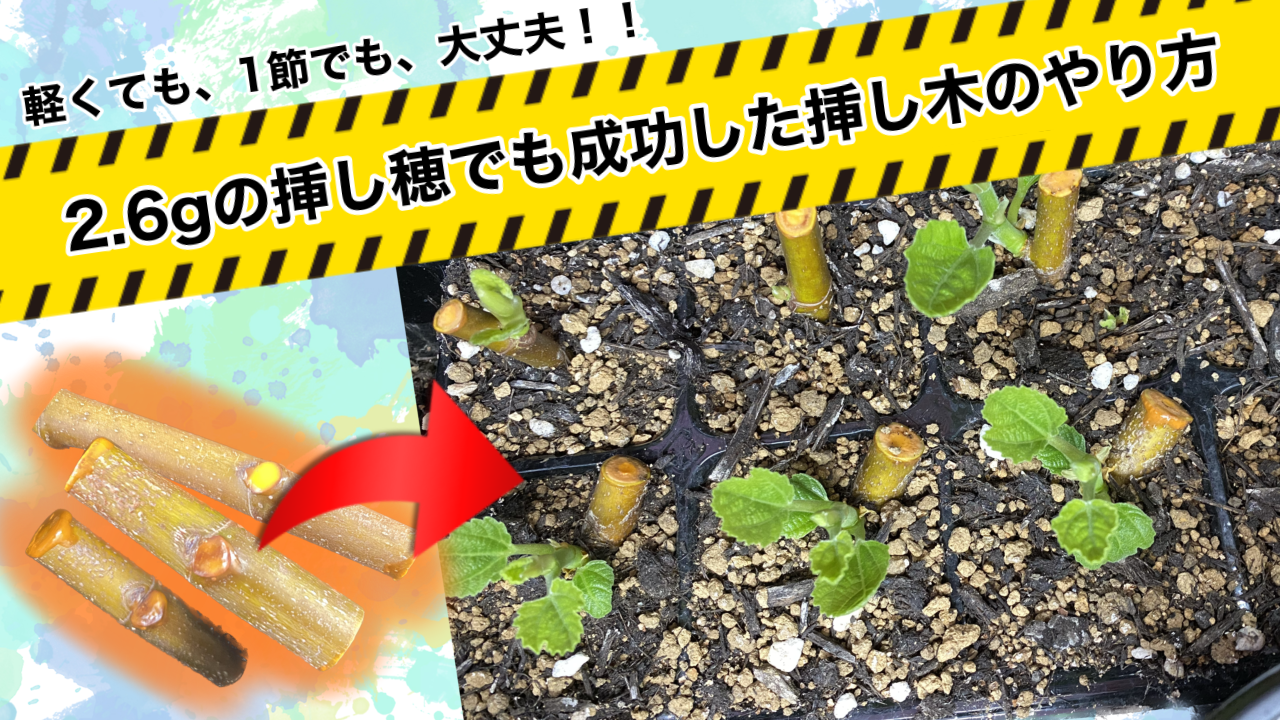 イチジク穂木、苗 ご確認、コメント 用 （イチジク】軽くても大丈夫！1 
