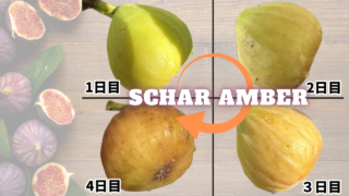 イチジク】1年生の『Schar Amber』収穫！品種の傾向と熟度の指標について | コンテナ栽培研究所