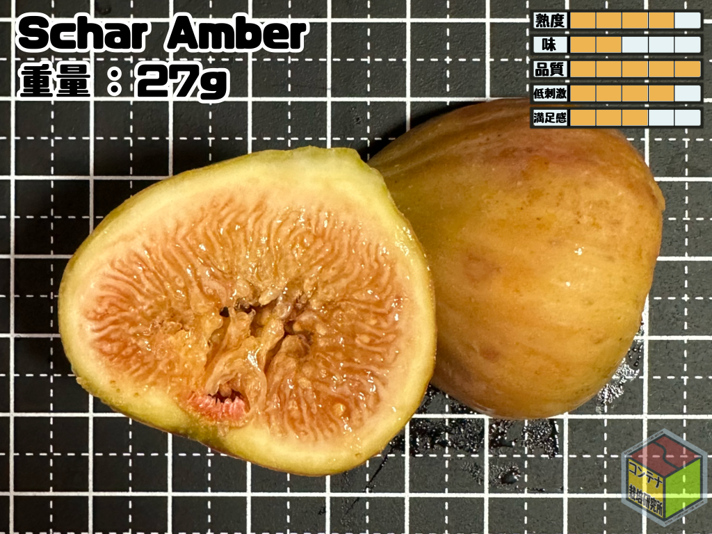 イチジク】1年生の『Schar Amber』収穫！品種の傾向と熟度の指標について | コンテナ栽培研究所