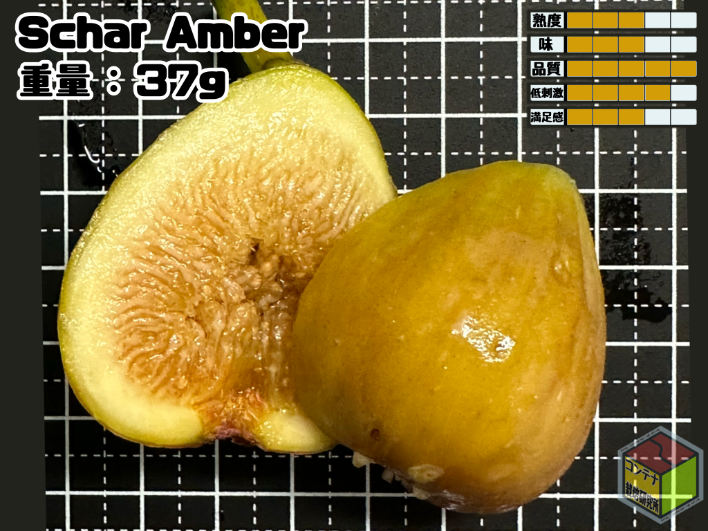 イチジク】1年生の『Schar Amber』収穫！品種の傾向と熟度の指標について | コンテナ栽培研究所