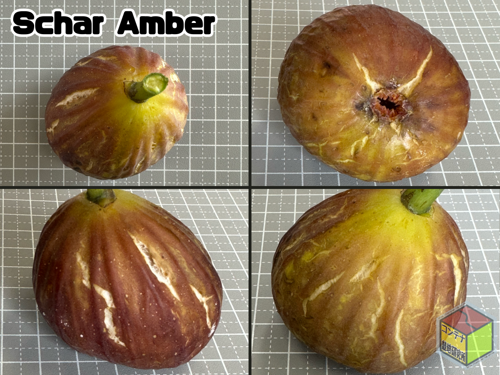 イチジク苗木】シャーアンバー（Schar Amber）６号ロングスリット鉢に活着済み！【人気種】豊産性で非常に甘くなる品種。 - ガーデニング