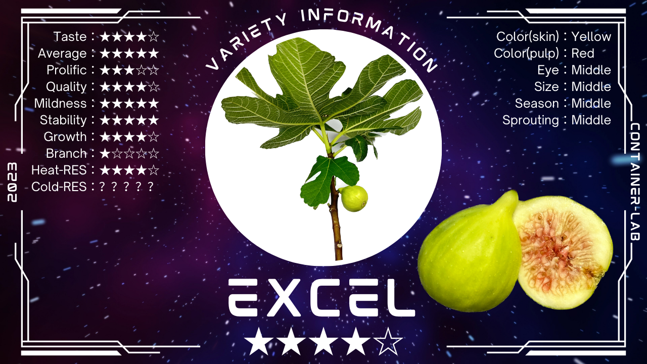 イチジク】『Excel』を育ててみて分かったこと〜安定性重視のバランス