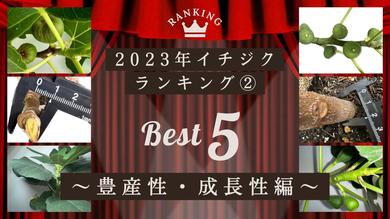 2023年】育てて分かった！イチジク21品種から選ぶ５つのランキング②【豊産性・成長性編】 | コンテナ栽培研究所