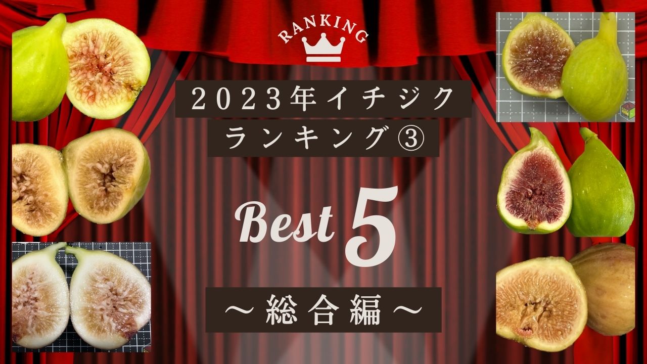 2023年】育てて分かった！イチジク21品種から選ぶ５つのランキング③【総合編】 | コンテナ栽培研究所