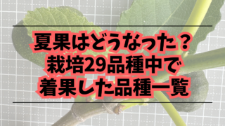 2024】イチジクの夏果はどうなった？29品種の中で着果した品種一覧 | コンテナ栽培研究所